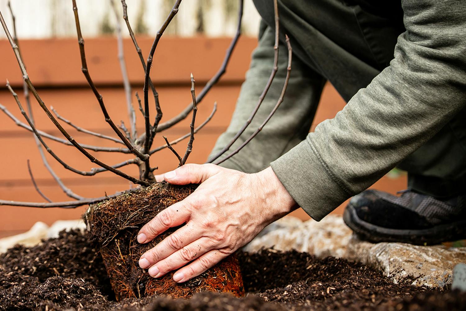 Jord til figentræ Figentræ jord